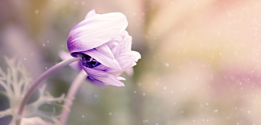 anemone web