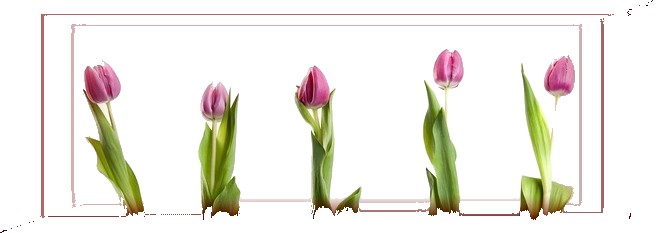 tulips-1766819 640